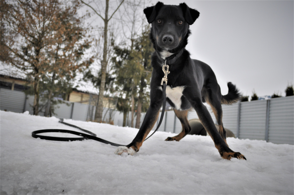Hundeberatung vor Anschaffung