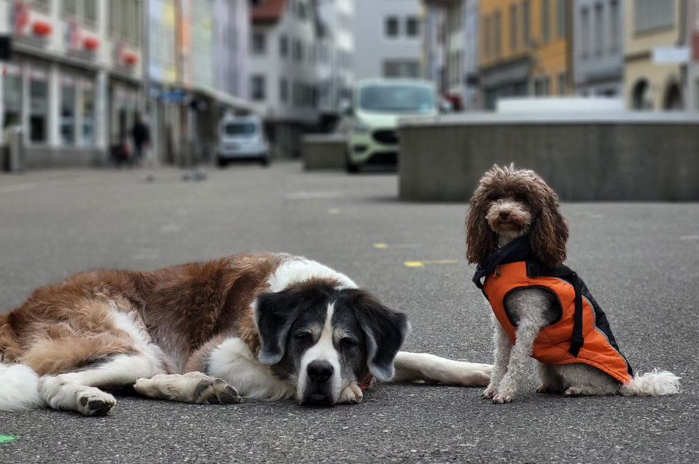 City Walks Schaffhausen